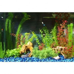 Protect your Aquarium Fish with UV Sanitation!