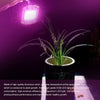 50W LED COB élèvent des lumières pour les plantes d'intérieur et les semis de jardin